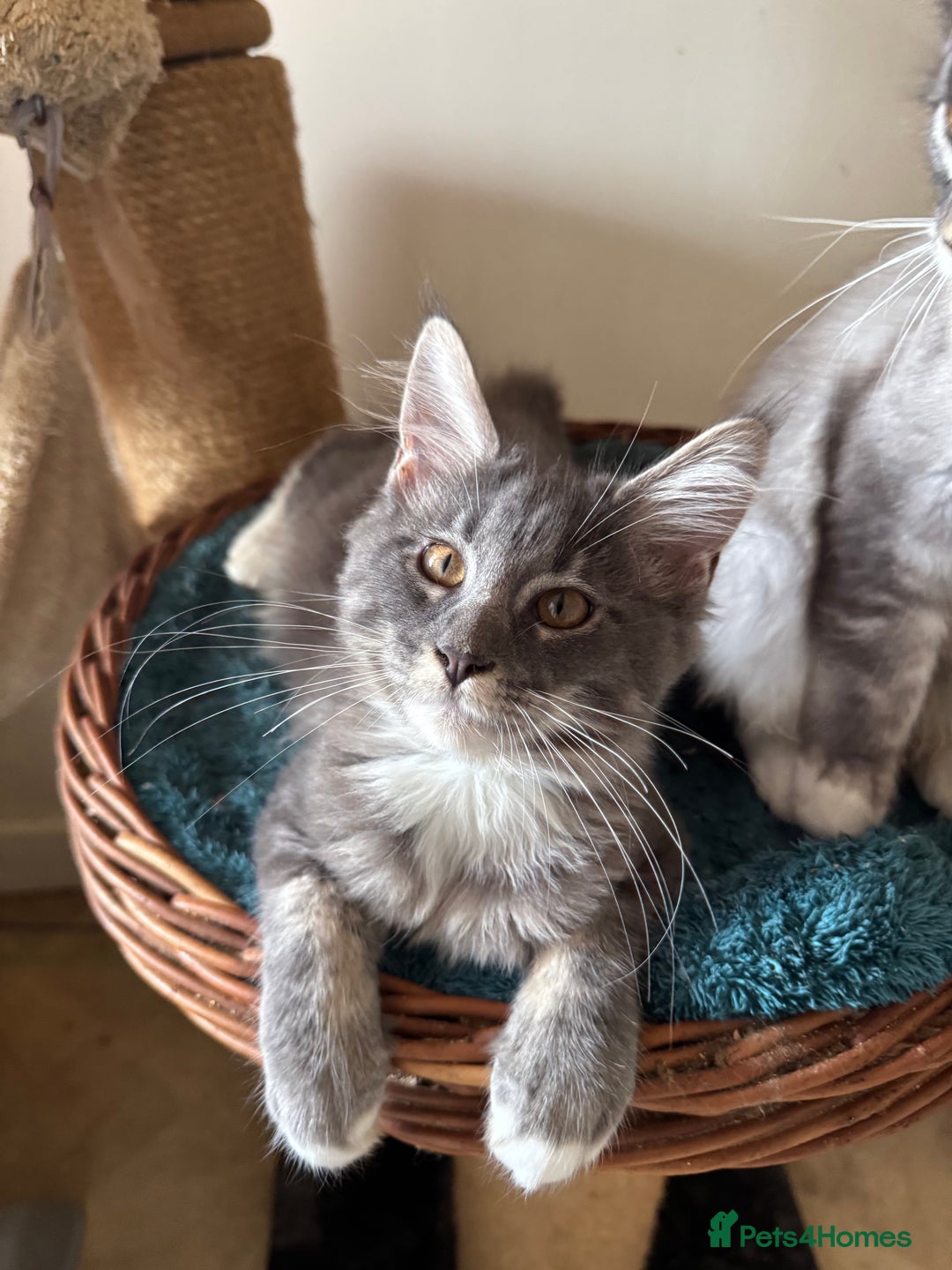 Maine Coon cats for sale: READY NOW BEAUTIFUL PEDIGREE MAINECOON KITTENS  - Image 5