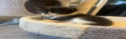 Ragdoll cats for sale: Beautiful Ragdoll Cross Kittens 🐾 - Advert 7