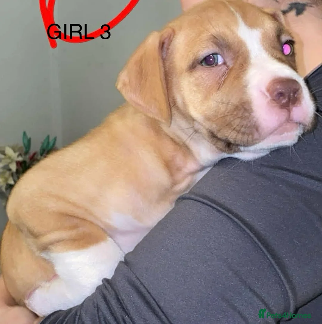 American Bulldog dogs for sale: American bulldog puppies - Advert 10