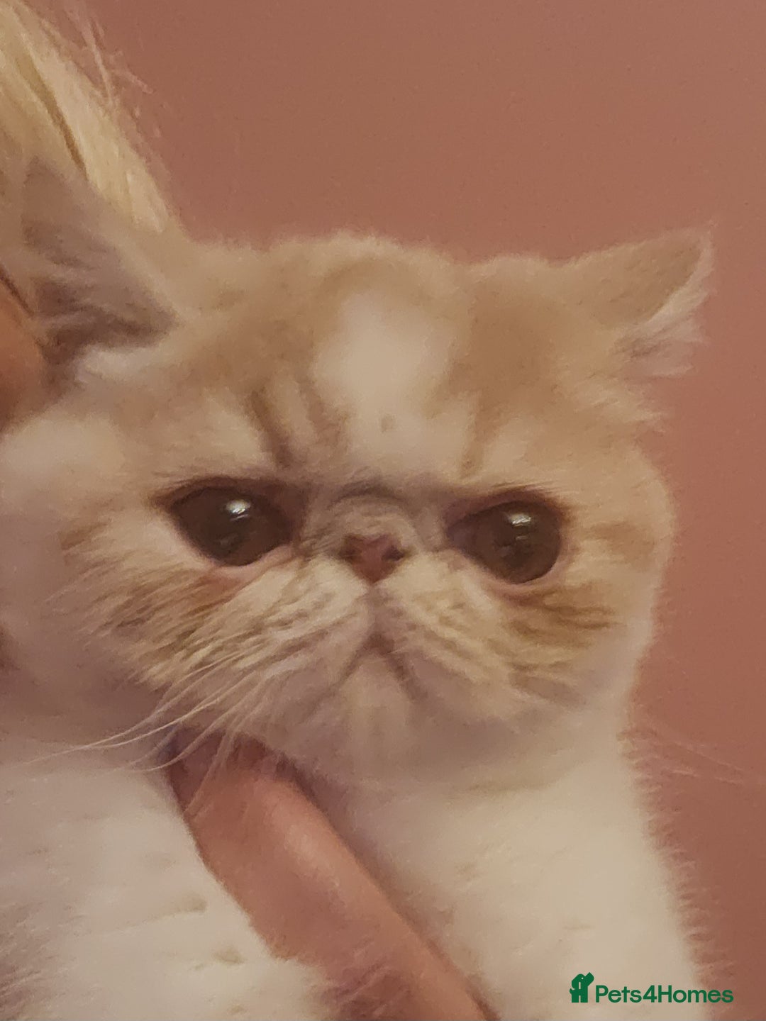 Exotic cats for sale: OUTSTANDING QUALITY EXOTIC KITTENS  - Image 11