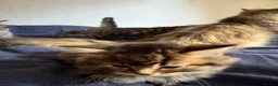 Scottish Fold cats for sale: 5 beautiful Scottish Fold / British Longhair in Westcliff-on-Sea - Advert 23