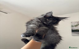 Maine Coon cats for sale: Brother and sister Maine coon kittens - Image 8