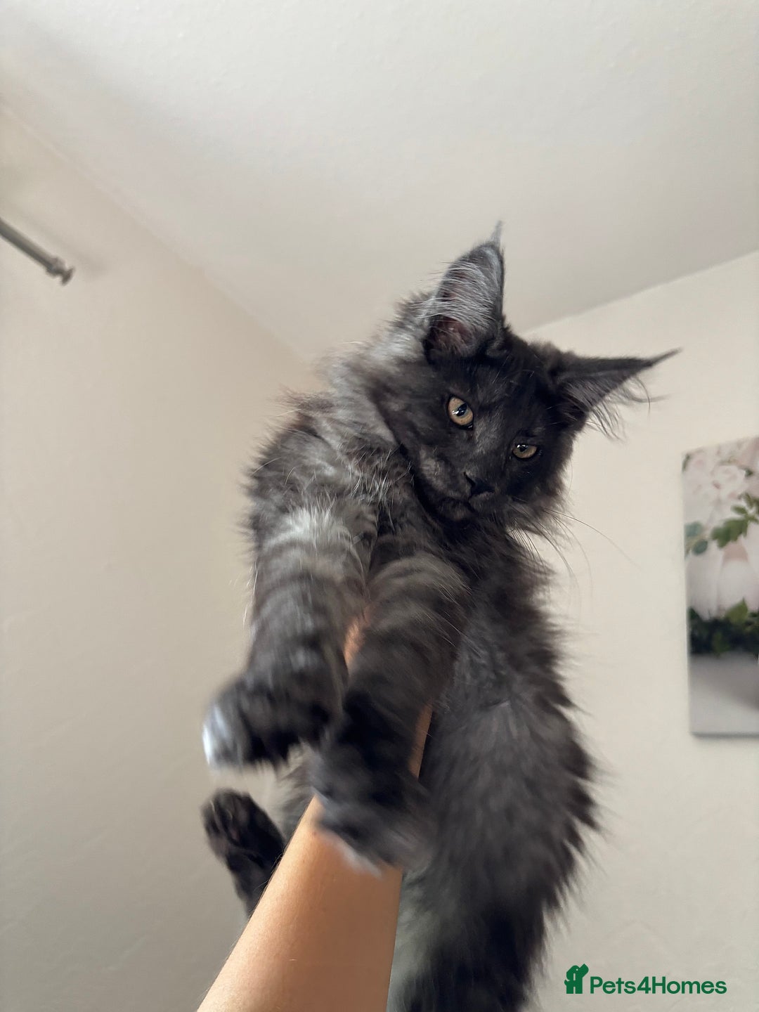Maine Coon cats for sale: Brother and sister Maine coon kittens - Image 8
