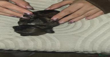 Shih Tzu dogs Adorable shih tzu  - Advert 4