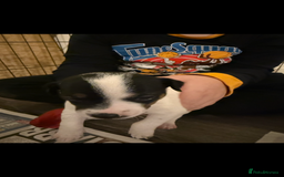 Jack Russell dogs for sale: Jack Russell puppies  - Image 14