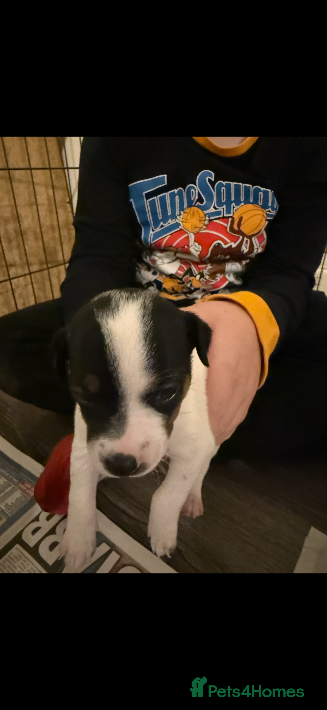 Jack Russell dogs for sale: Jack Russell puppies  - Image 14