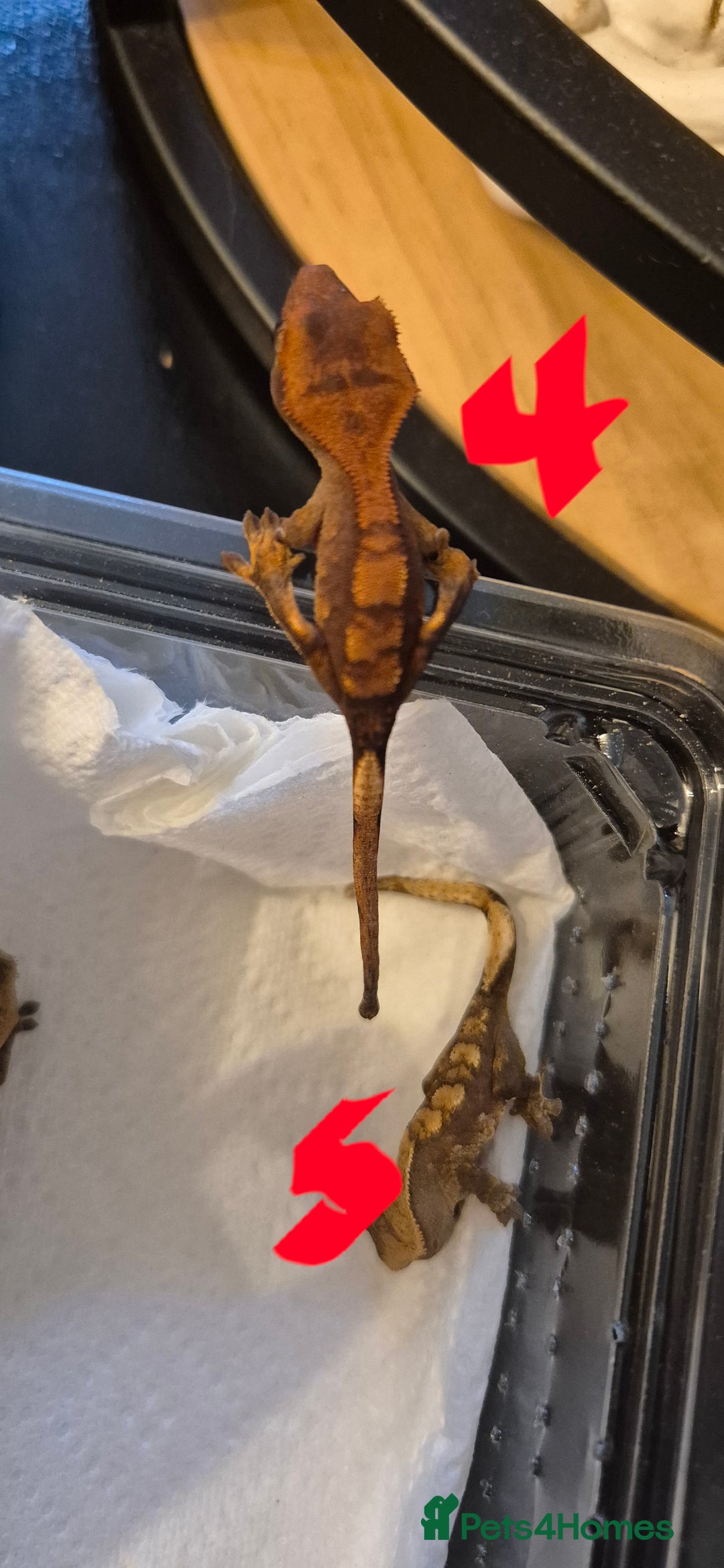 Gecko reptiles for sale: Crested Geckos in Liverpool - Image 10