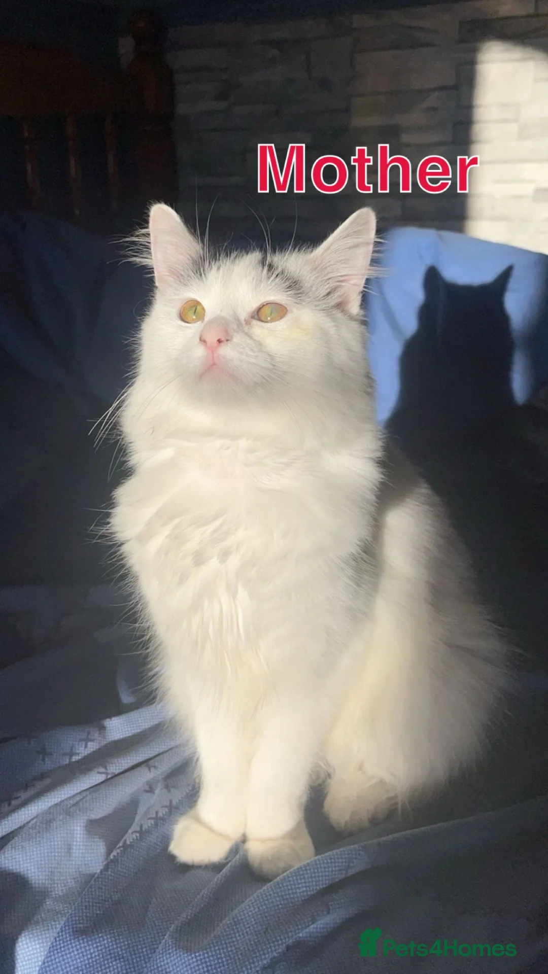 British Shorthair cats for sale: Beautiful Black & White Kittens  - Advert 1