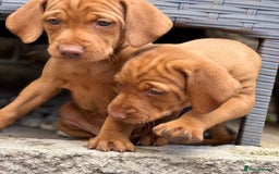 Hungarian Vizsla dogs for sale: Exceptional kc Hungarian viszla pups. Now ready  - Image 3