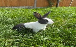 Mini Lop rabbits for sale: 1 MINI LOP MALE/ 1 CROSS FEMALE/ NEUTURED - Image 6