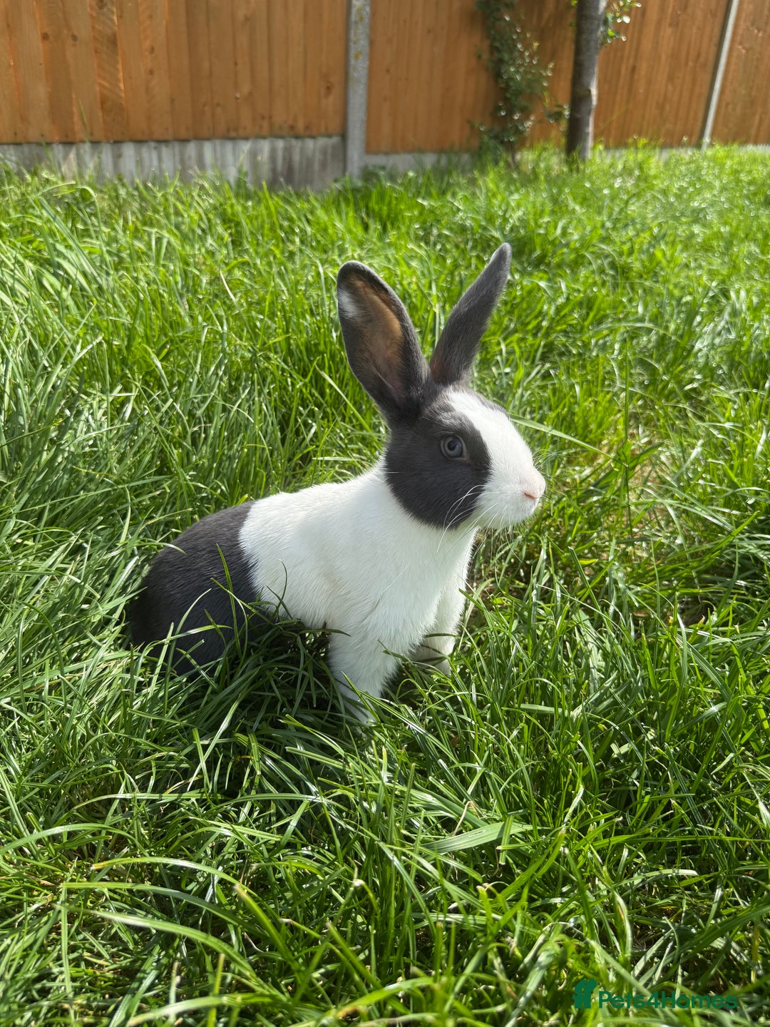 Mini Lop rabbits for sale: 1 MINI LOP MALE/ 1 CROSS FEMALE/ NEUTURED - Image 6