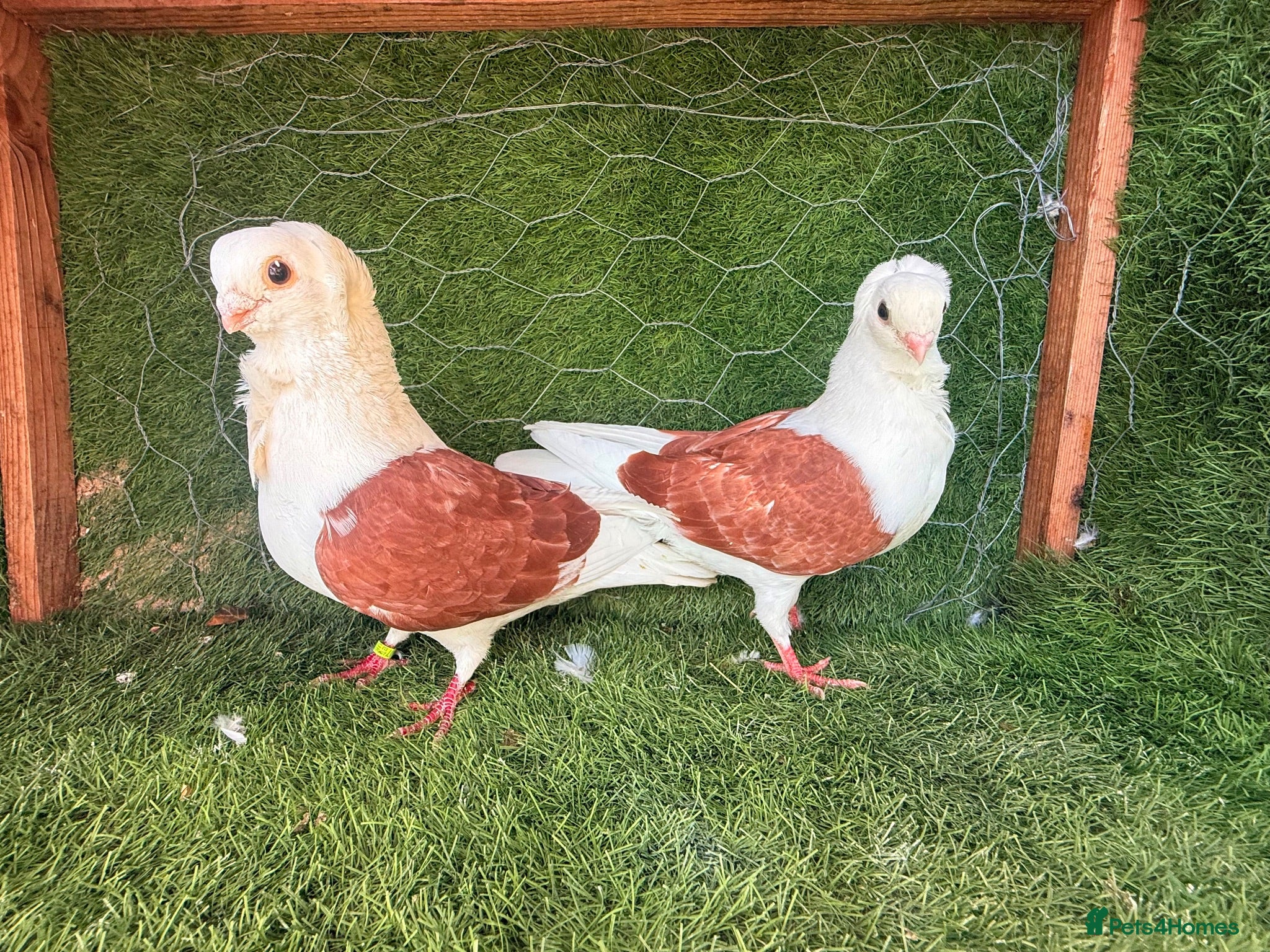 Pigeons birds Premium Breeding Pigeons Top Quality Pairs Availab - Advert 1