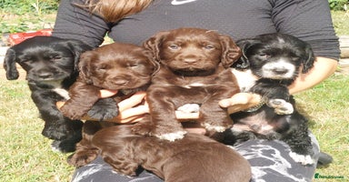 Sprocker dogs - Advert 5