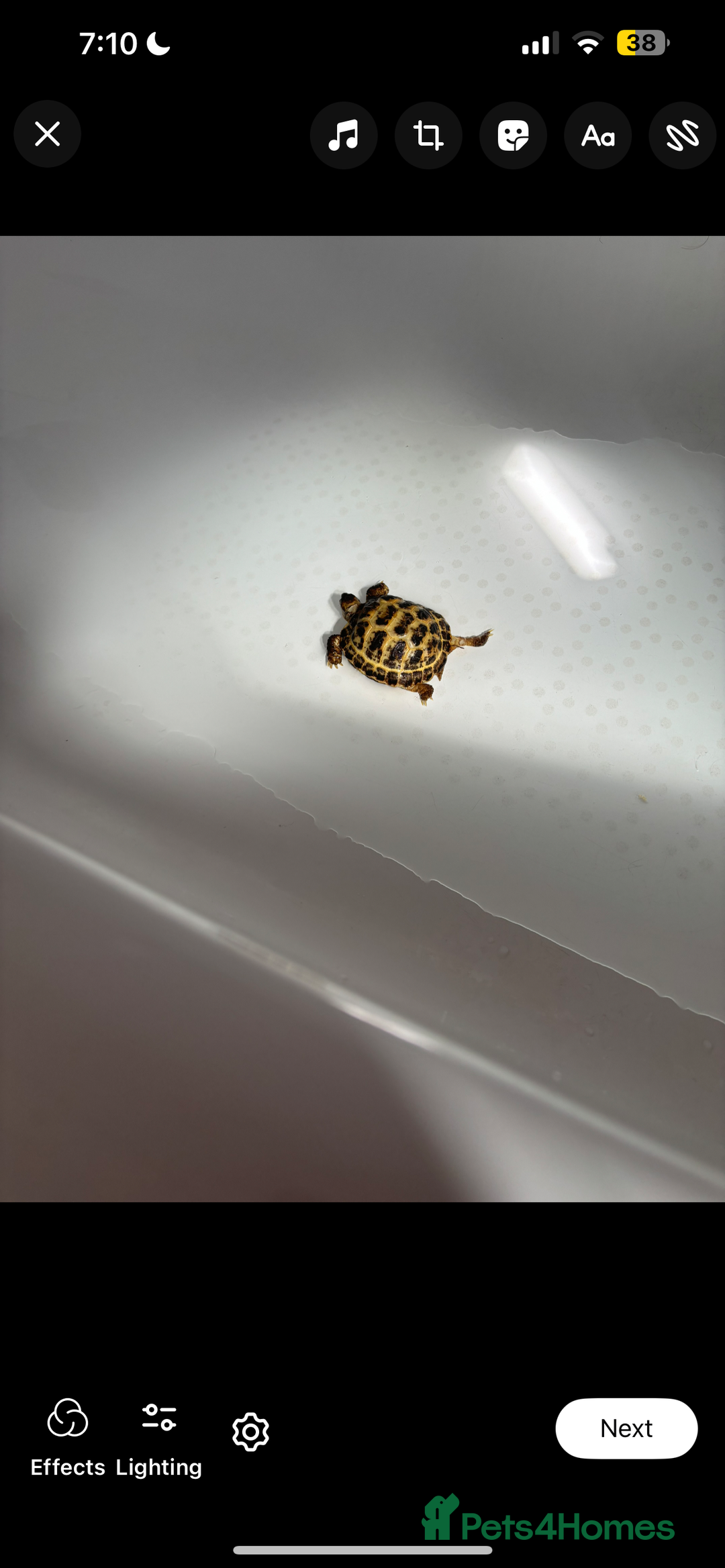 Tortoise reptiles for sale: Tortoise and vivarium  - Image 4