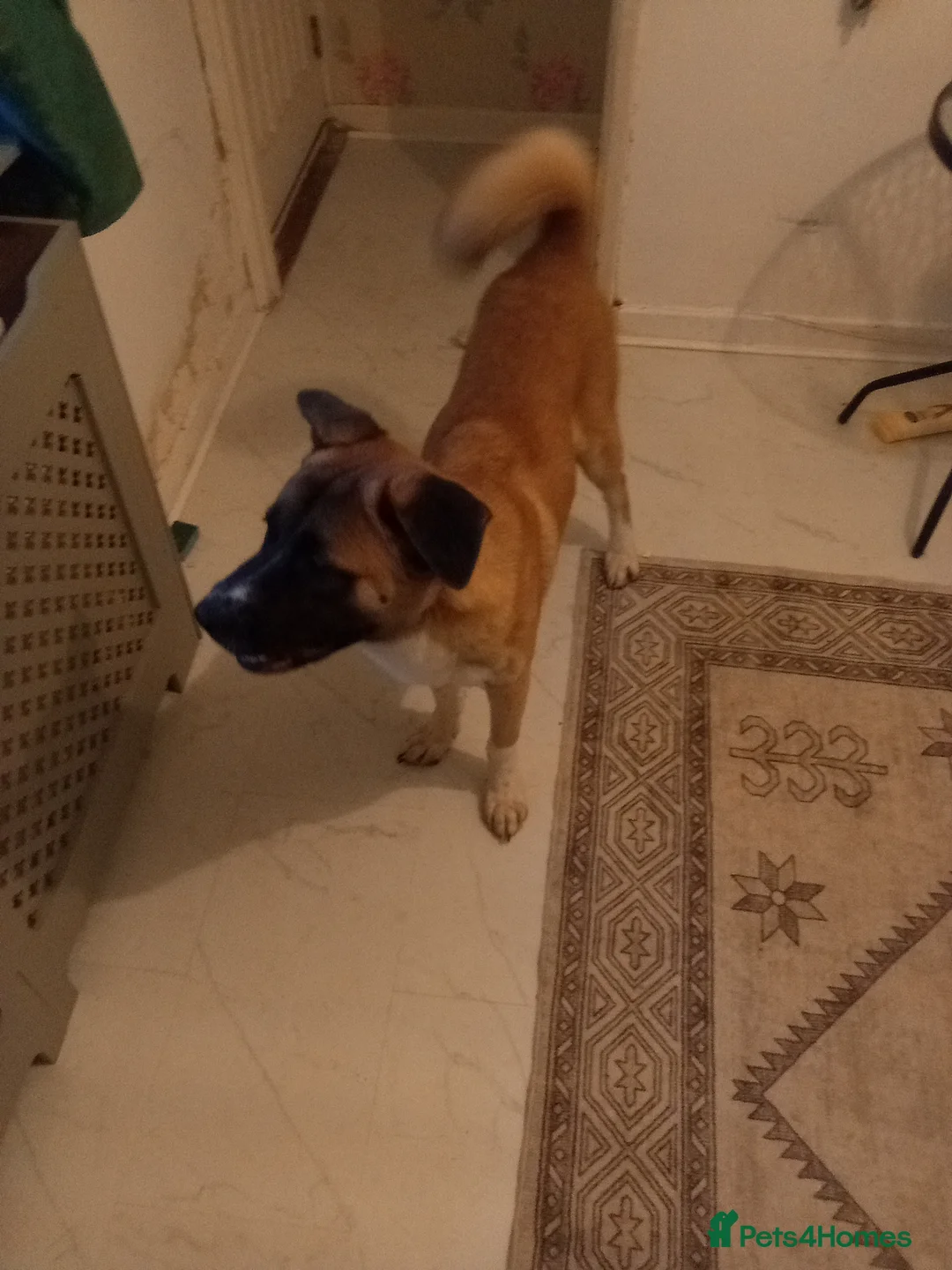 Mixed Breed dogs for sale: BEAUTIFUL 7 MOTHS OLD AMERICAN AKITA  - Advert 2