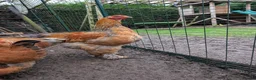Chickens poultry for sale: POL Brahma Hens for Sale - Advert 3