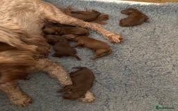 Cavapoo dogs for sale: Dark red Cavapoos ready for  the holidays. - Image 5