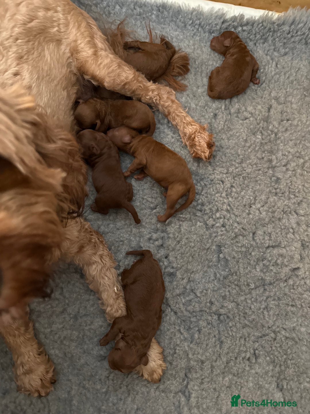 Cavapoo dogs for sale: Dark red Cavapoos ready for  the holidays. - Image 5