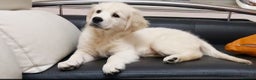 Golden Retriever dogs for stud:   ICT CLEAR Proven Golden Retriever for stud in Manchester - Advert 35