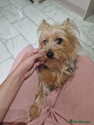 Yorkshire Terrier dogs Our girl needs a good home - Advert 3