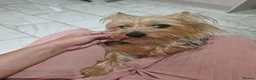 Yorkshire Terrier dogs for sale: Our girl needs a good home in Edinburgh - Advert 1