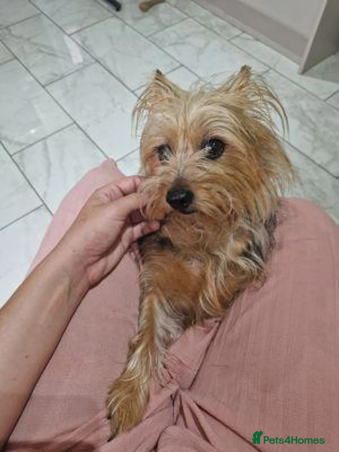 Yorkshire Terrier dogs for sale: Our girl needs a good home in Edinburgh - Advert 1