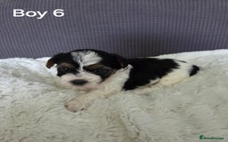 Mixed Breed dogs for sale: Shorkie x Morkie  - Image 16