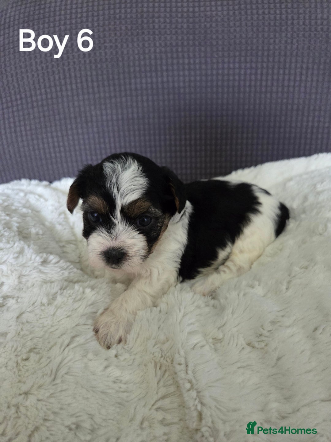 Mixed Breed dogs for sale: Shorkie x Morkie  - Image 16