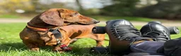 Miniature Dachshund dogs for sale: Beautiful pedigree KC miniature dachshund puppies  - Advert 19