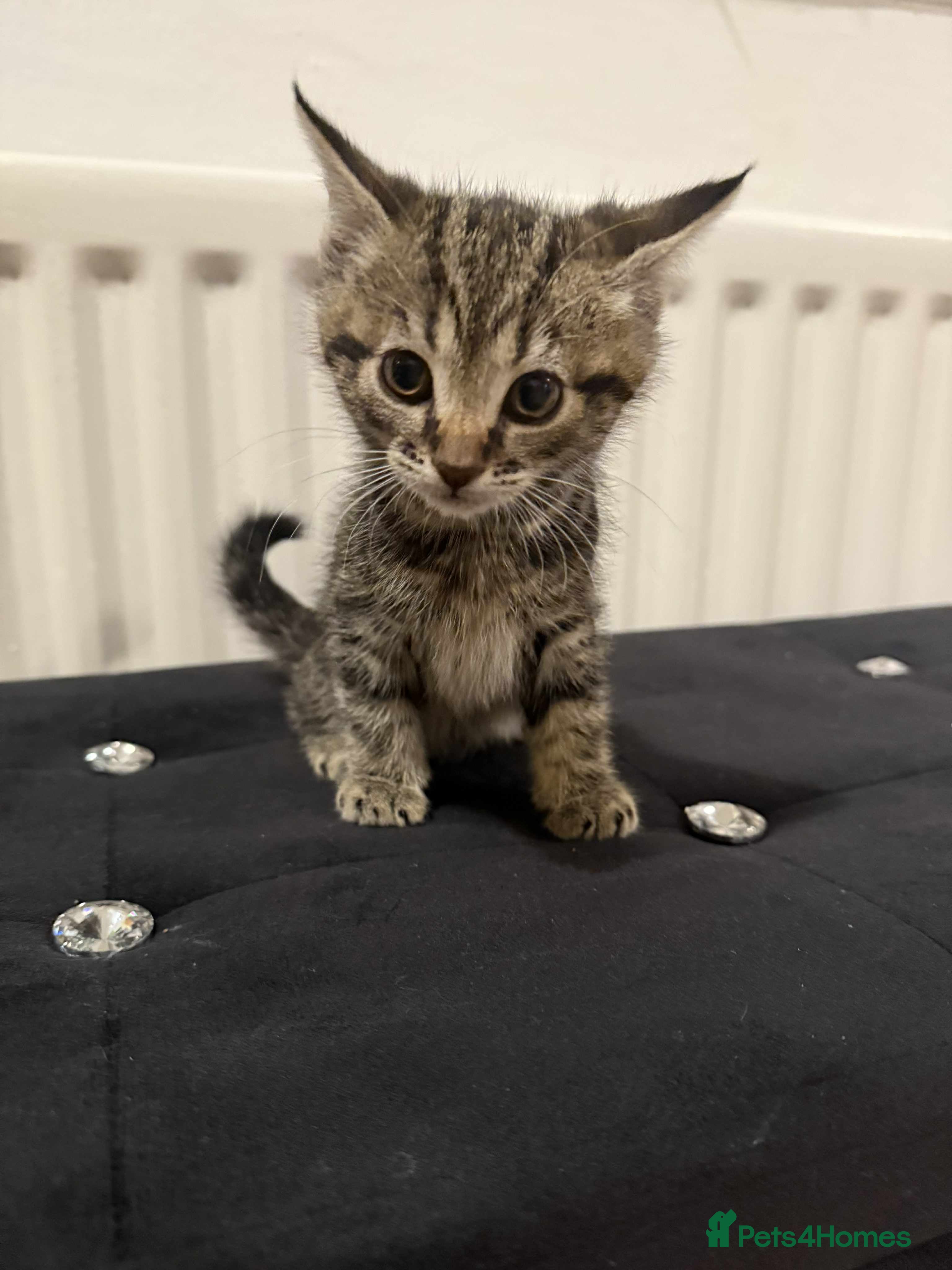 Mixed Breed cats Beautiful cats  - Advert 3