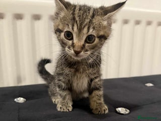 Mixed Breed cats Beautiful cats - Advert 3