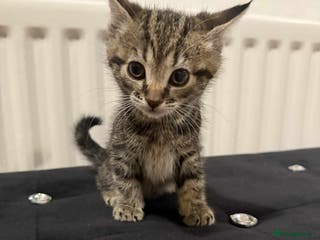 Mixed Breed cats Beautiful cats - Advert 10