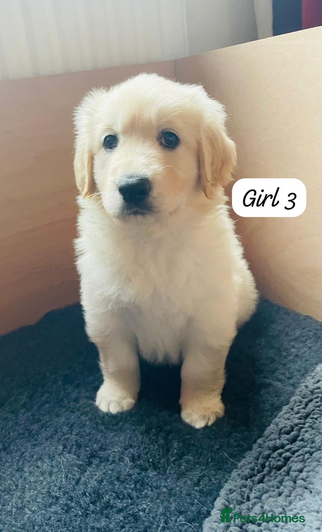 Mixed Breed dogs for sale: Golden Shepherd Puppies for Sale - Image 11