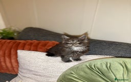 Maine Coon cats for sale: Gccf registered Adorable mainecoon kittens - Image 9