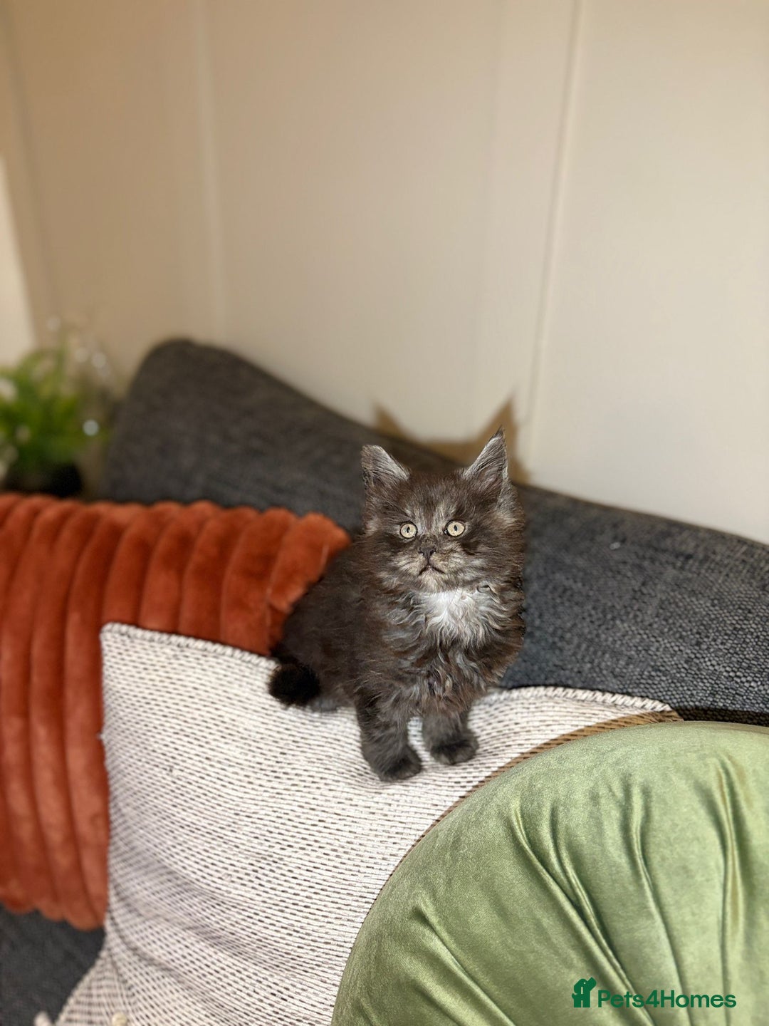Maine Coon cats for sale: Gccf registered Adorable mainecoon kittens - Image 9