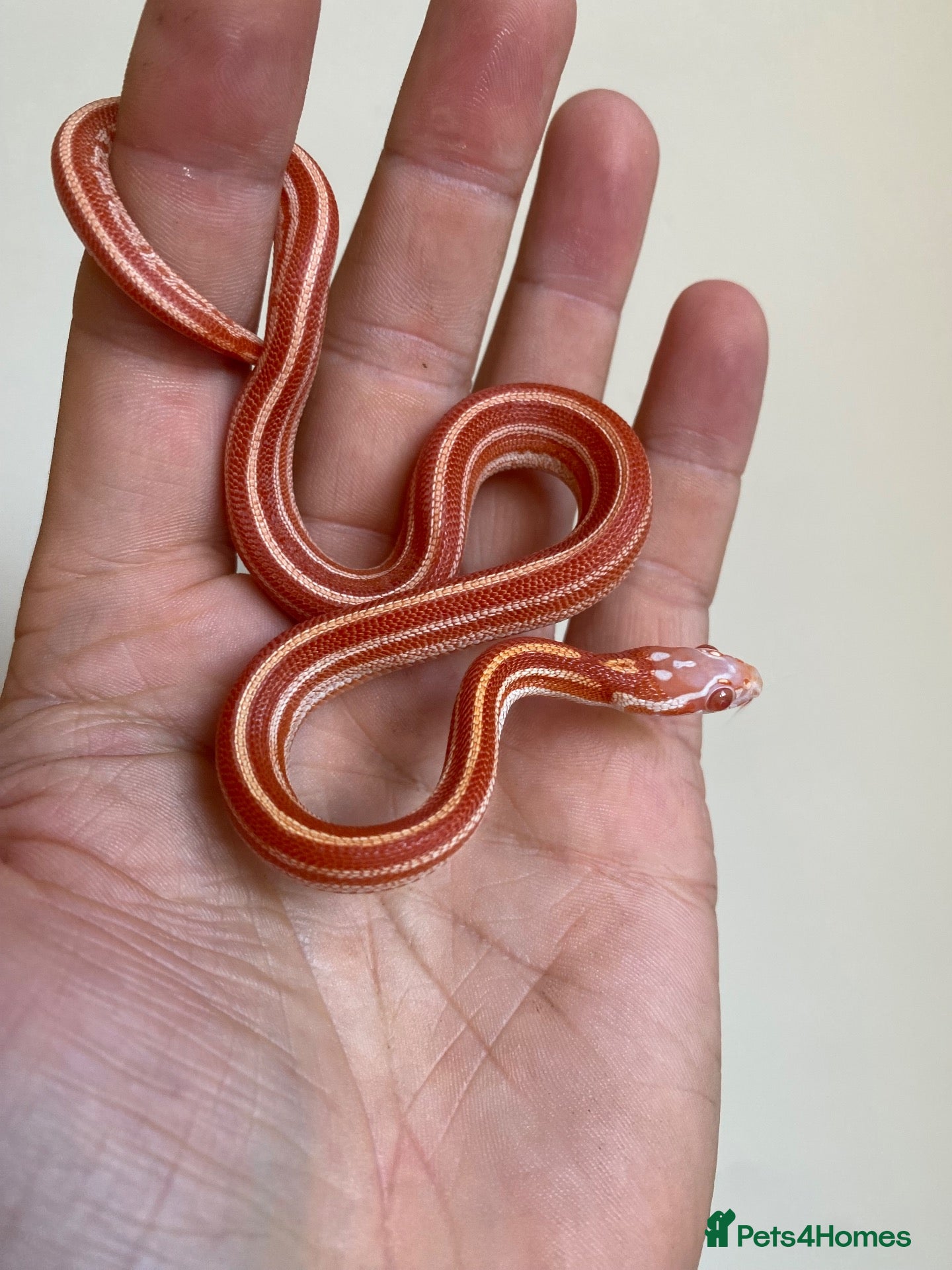 Corn Snake reptiles for sale:  Micro-Scaleless & het Microscale Corn Snake - Advert 1