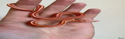 Corn Snake reptiles for sale:  Micro-Scaleless & het Microscale Corn Snake - Advert 1