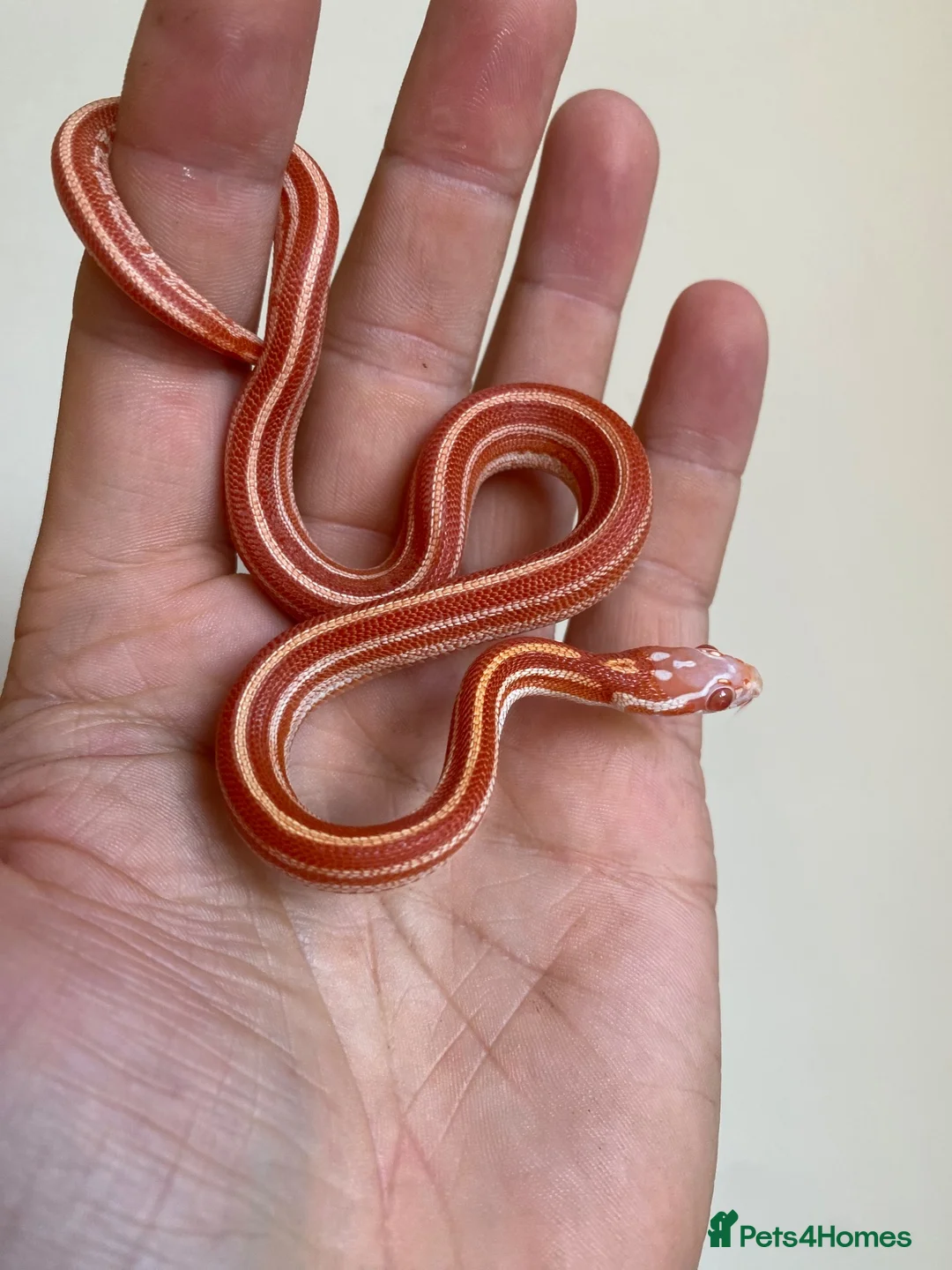 Corn Snake reptiles for sale:  Micro-Scaleless & het Microscale Corn Snake - Advert 1
