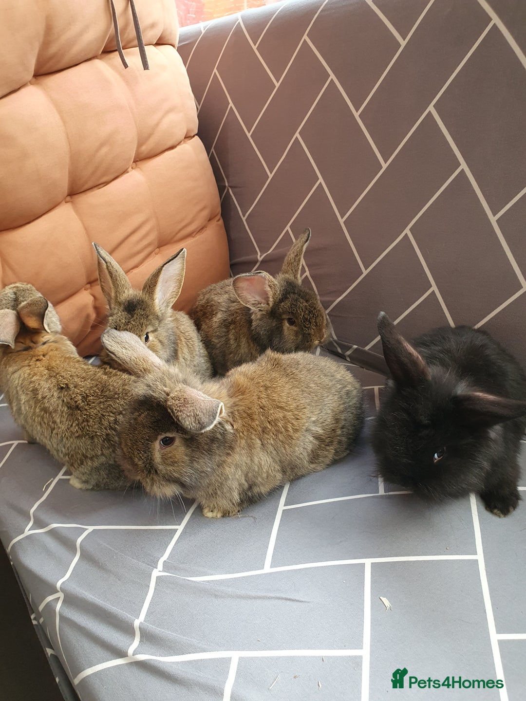 Mixed Breed rabbits for sale: Rabbits for sale  - Advert 6