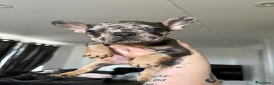 🖤Dark Merle - Boy🖤