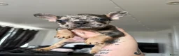 French Bulldog dogs for sale: *Only 2 luxury French Bulldogs left*  - Advert 13
