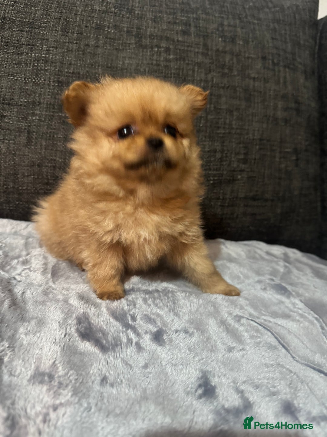 Pomchi dogs for sale: Pomeranian puppy’s  - Advert 6