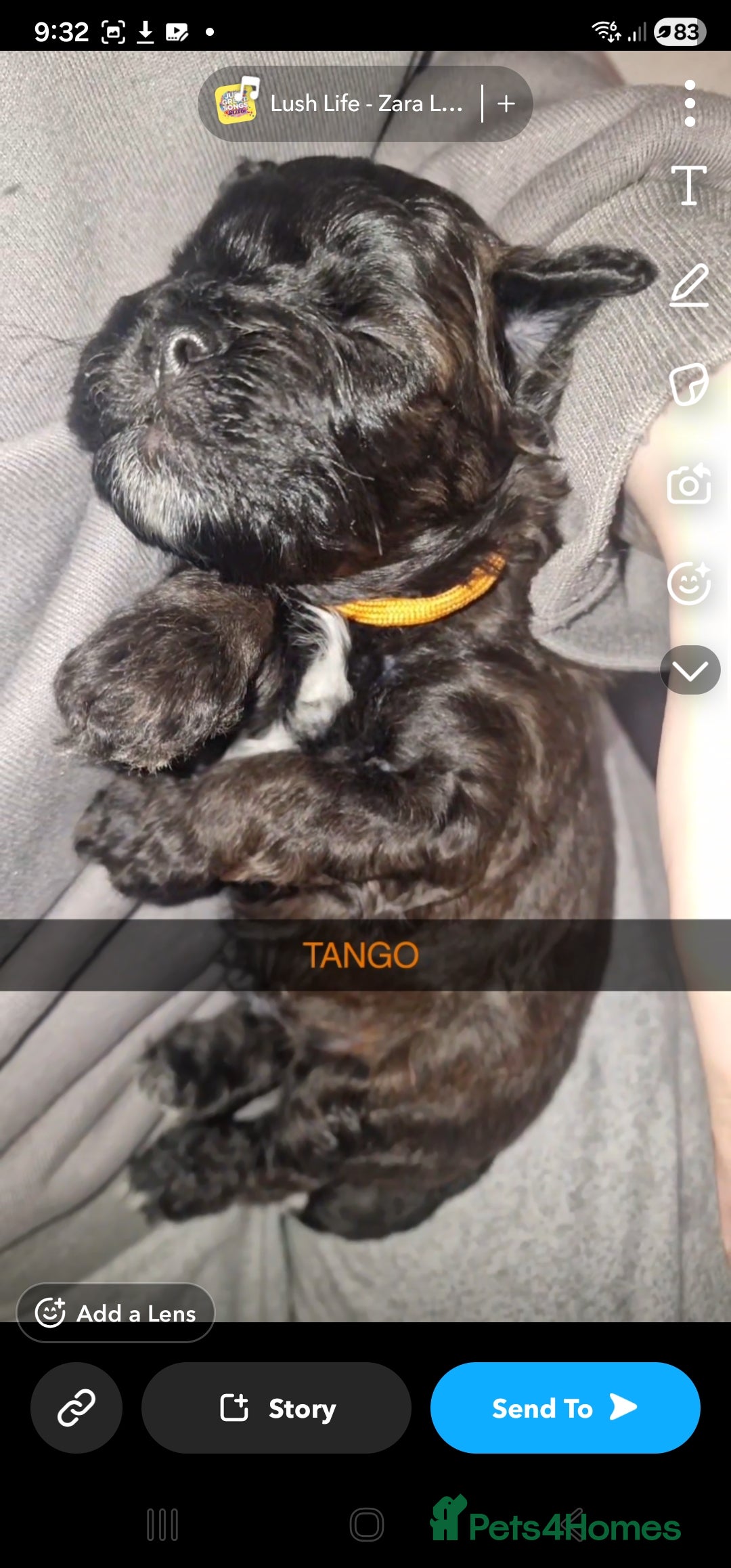 Mixed Breed dogs for sale: Floodle  - Advert 7