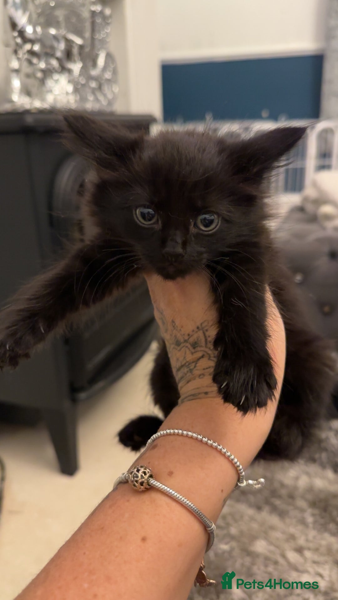 Domestic Shorthair cats for sale: Beautiful mix of kittens  - Advert 2