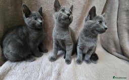 Russian Blue cats for sale: Russian Blue Kittens - Image 2
