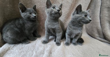 Russian Blue cats - Advert 8