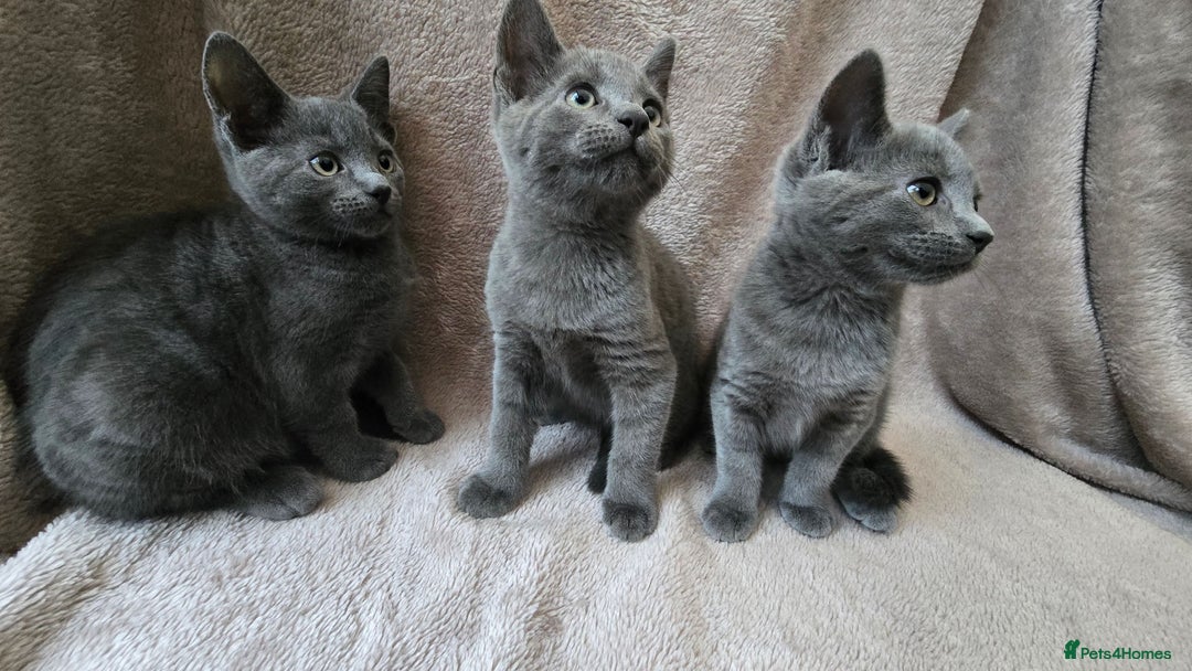 Russian Blue cats for sale: Russian Blue Kittens - Image 2