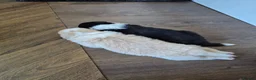 Border Collie dogs for sale: Exceptional, health tested, KC registered puppies - Advert 6