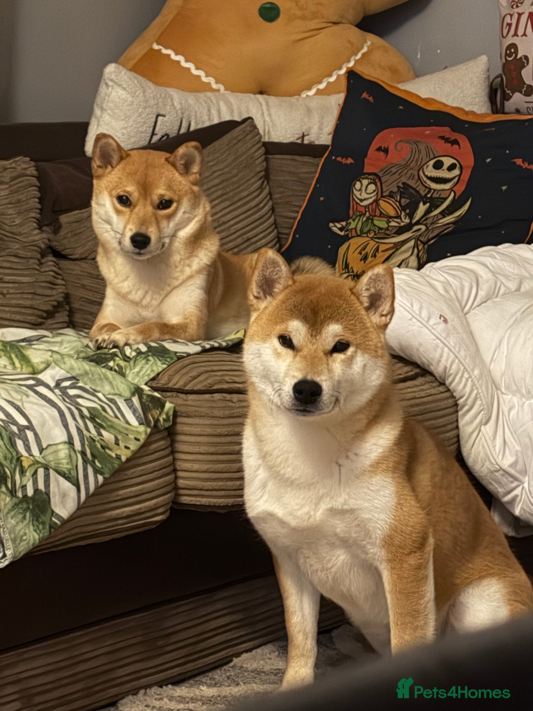 Japanese Shiba Inu dogs for sale: Japanese Shiba Inu puppies  - Advert 6