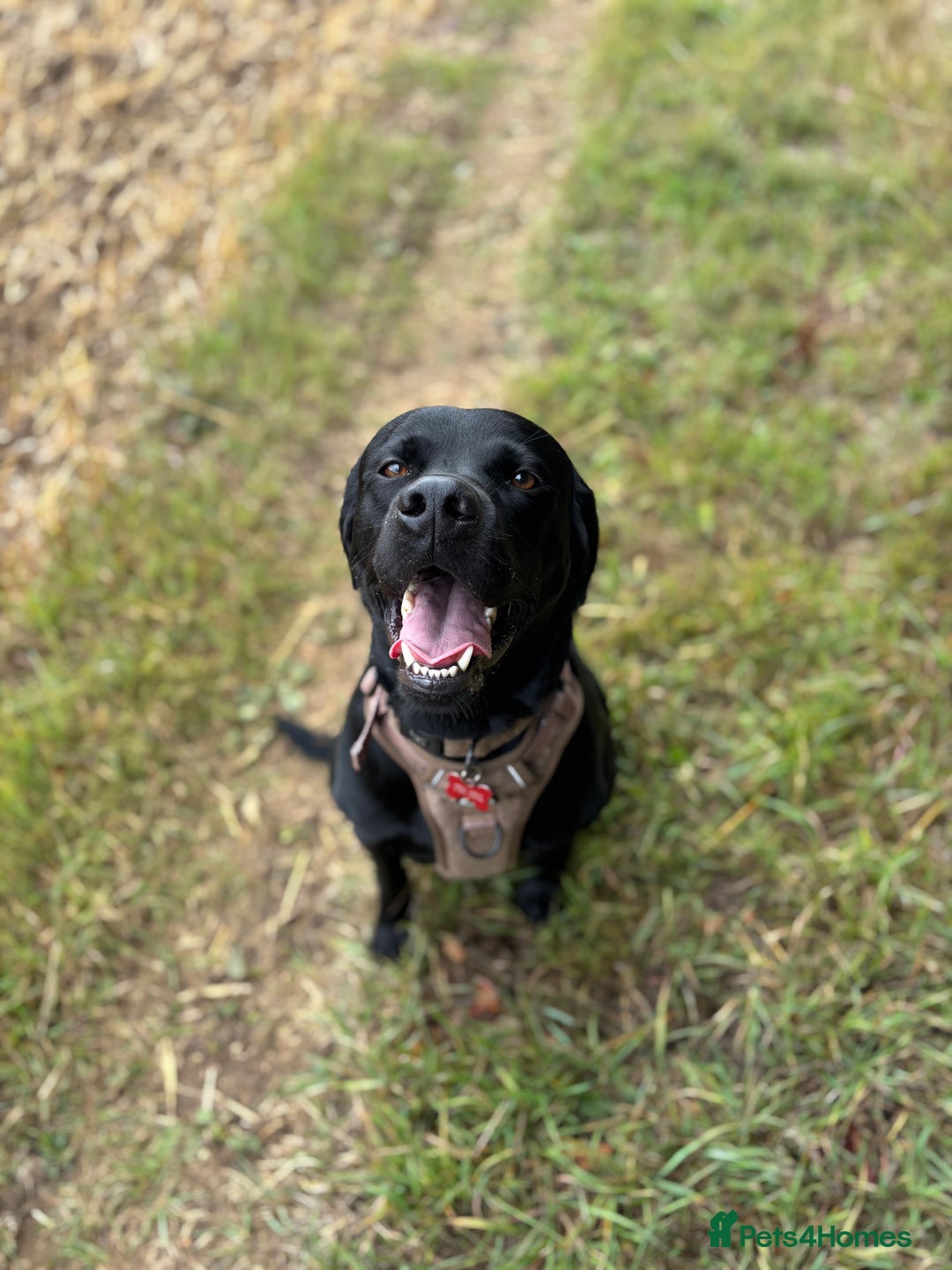 Labrador Retriever dogs for stud: Gentle Police-Trained Labrador Stud - Advert 9